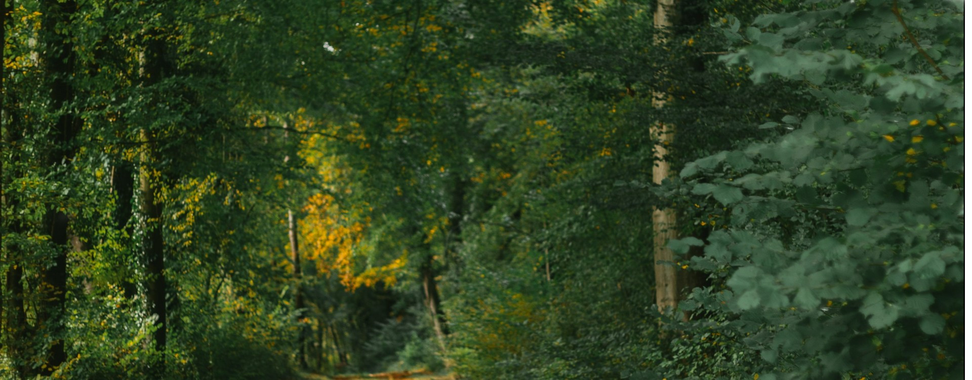 Comment fonctionne une caméra de chasse en Wifi ? Guide complet et avis de terrain