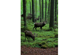 Pourquoi choisir une caméra de chasse 4G plutôt que 3G ?